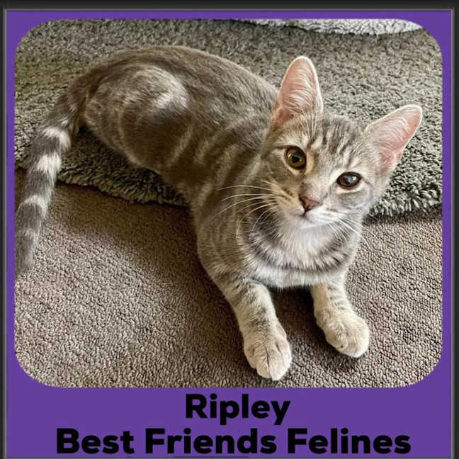 Photo of Ripley