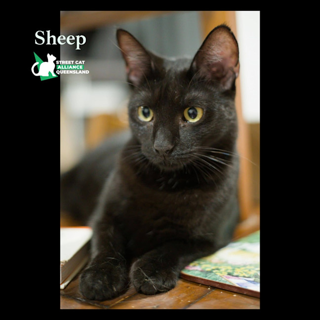 Photo of Sheep