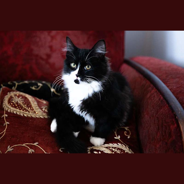 Photo of Tommy