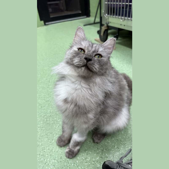 Photo of Puddy