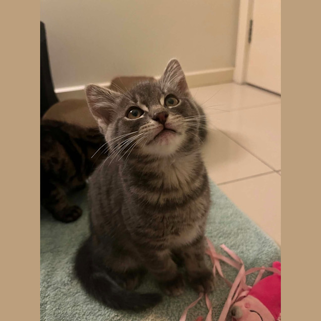 Photo of Teddy