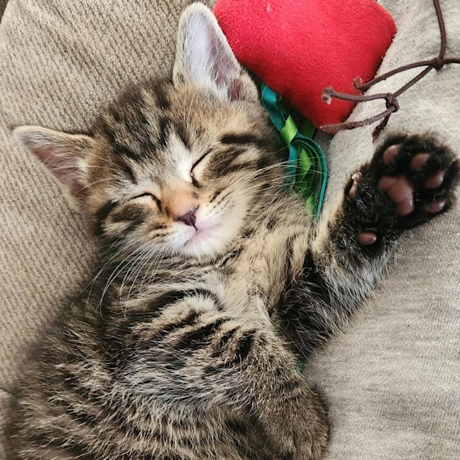 Photo of Koda