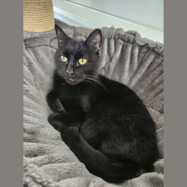 Photo of Puss Puss Mickey