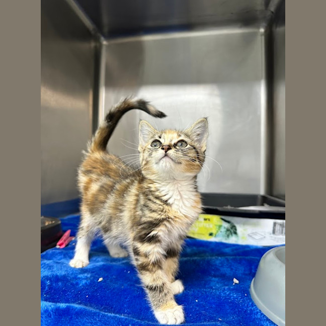 Photo of Sweet Pea