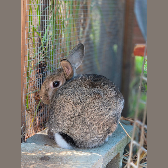 Photo of Zestful Wildy 