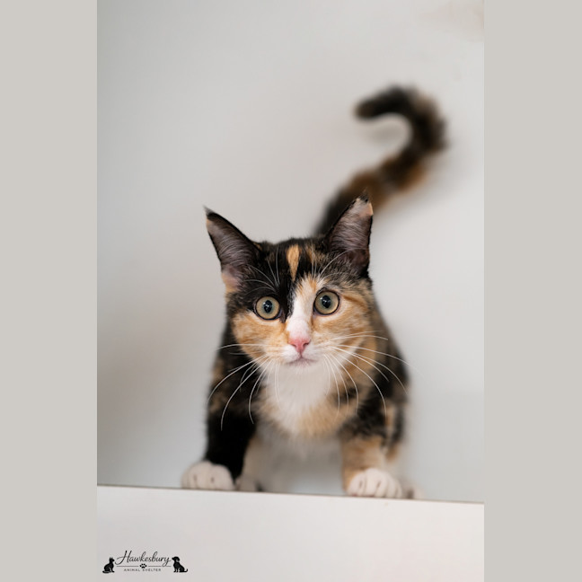 Photo of Rosie