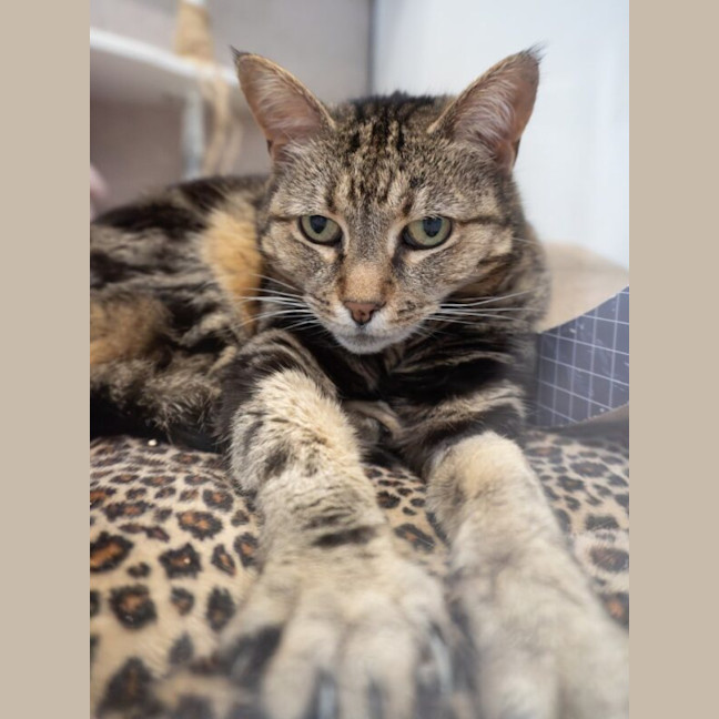 Photo of Slinky