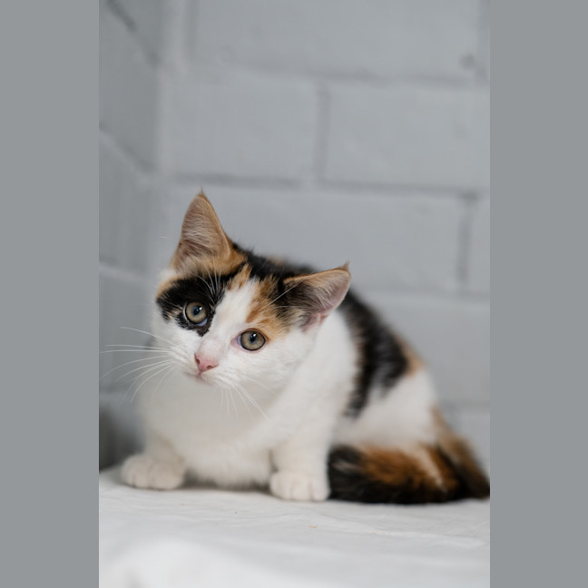 Photo of Crunchie