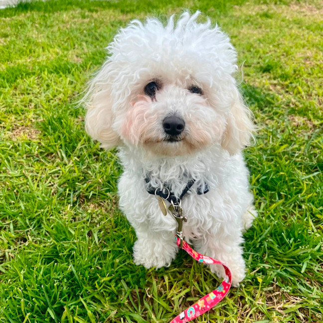 Photo of Millie