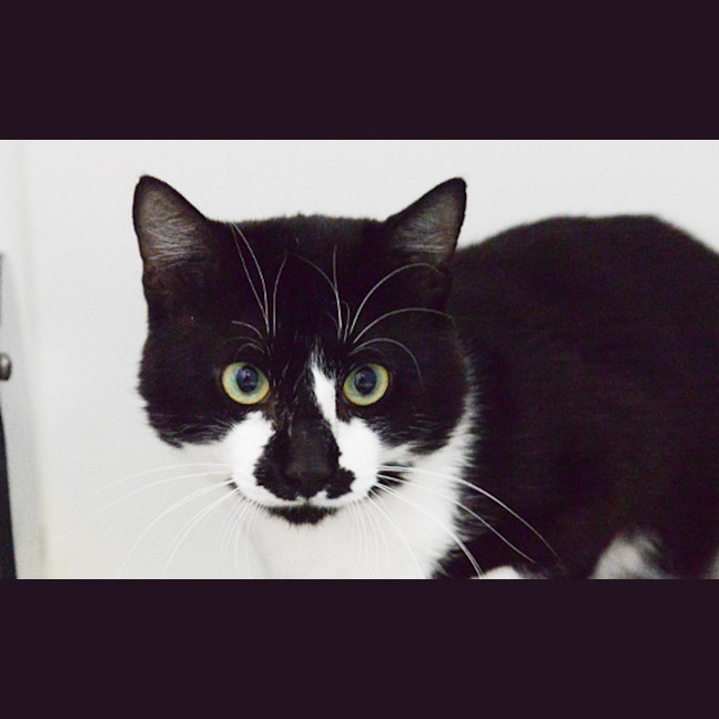 Photo of Basil