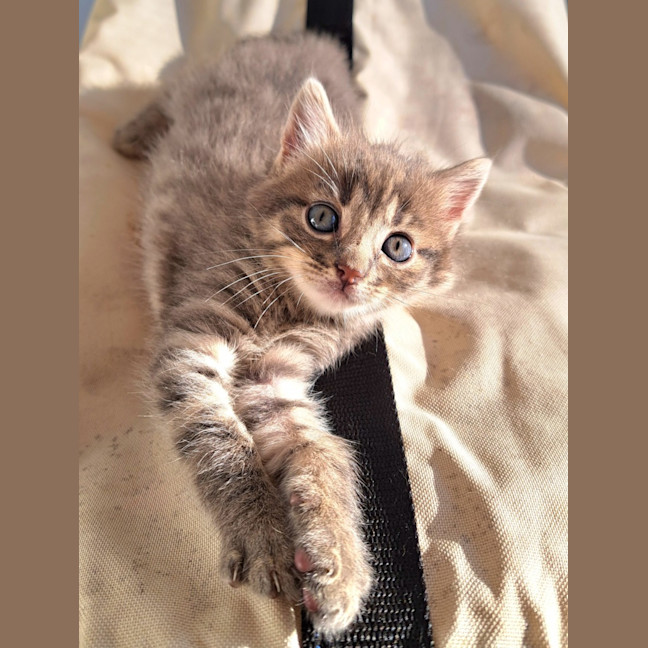 Photo of C1467 Myrtle