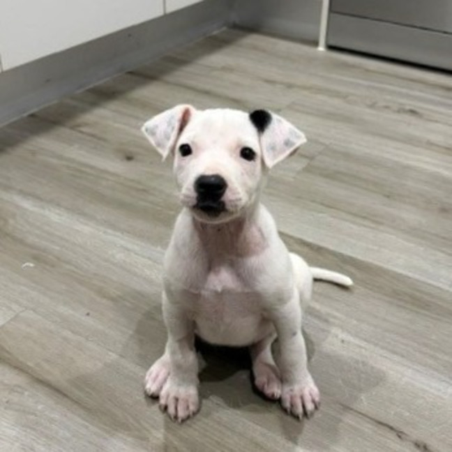 Photo of Coco