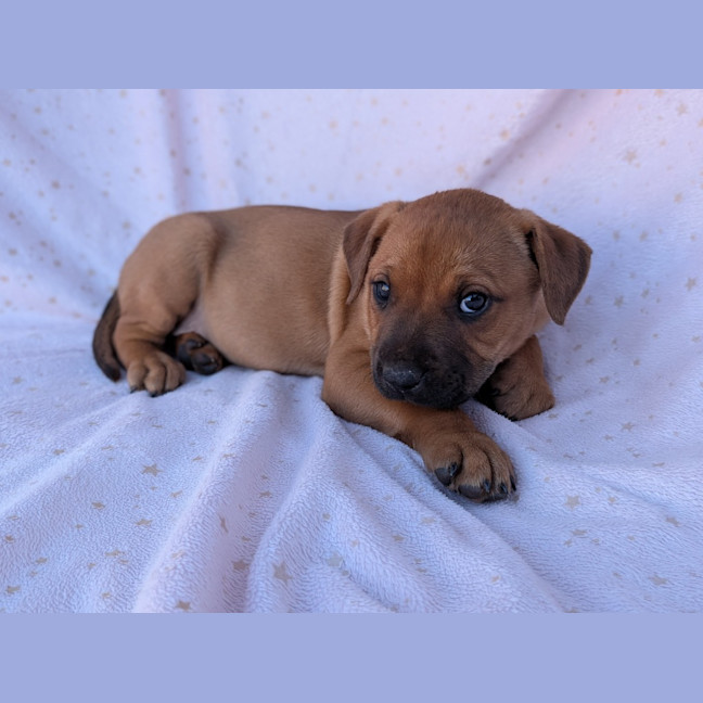 Photo of Bindi