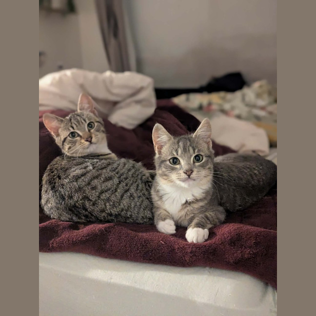 Photo of Goose / Artemis
