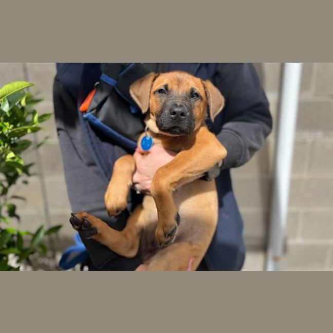Photo of Ranger