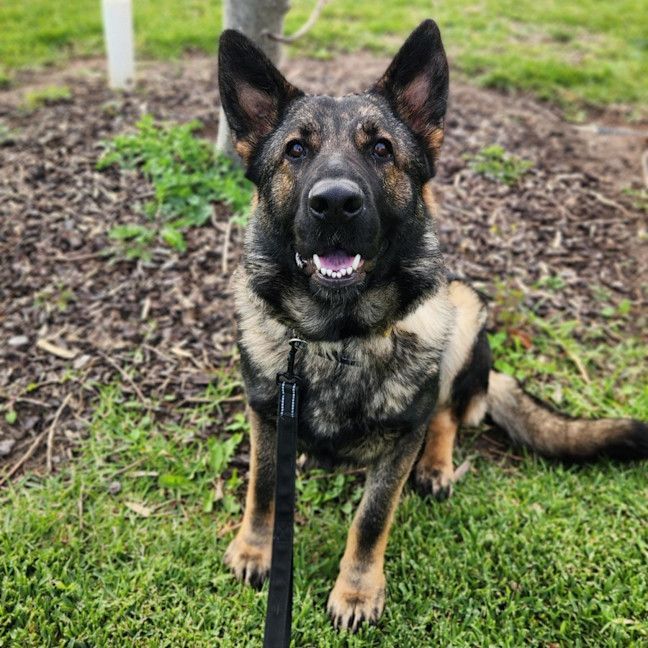 Photo of Lucky