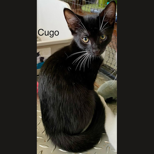 Photo of Cugo