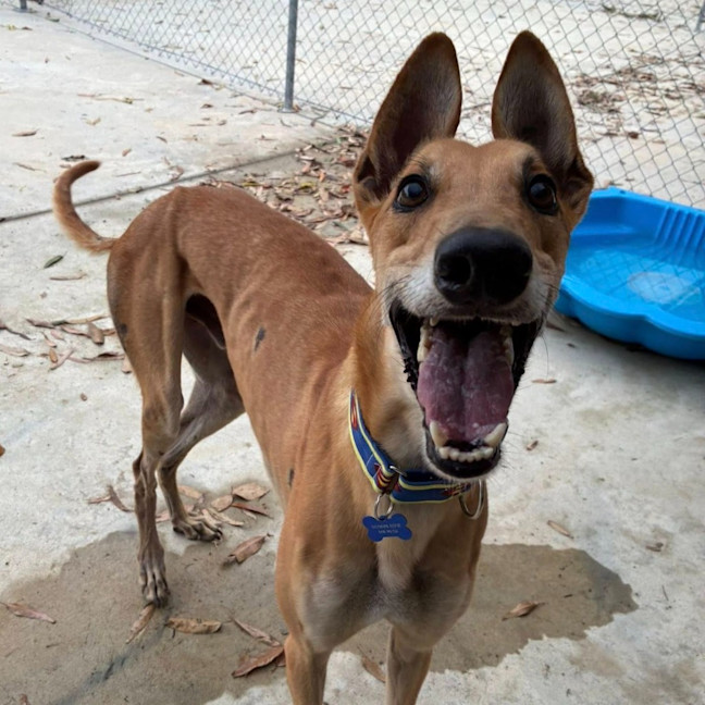 Photo of Danger Mouse The Greyhound