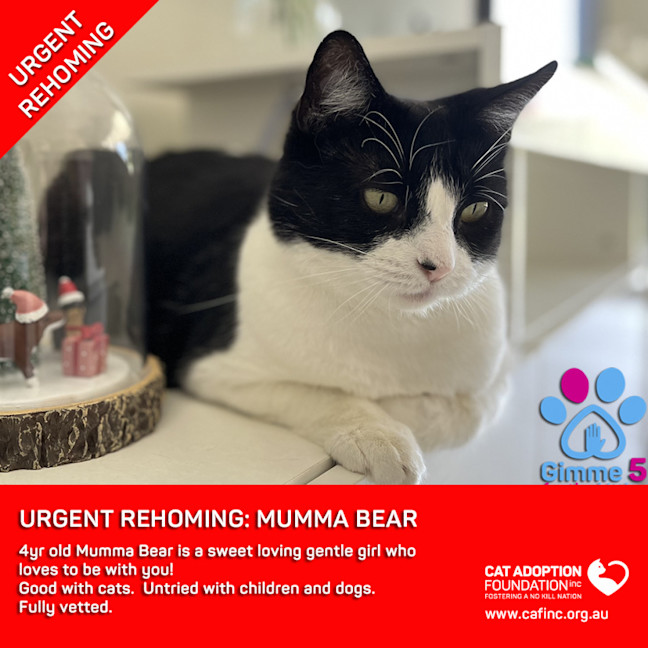 Photo of Mumma Bear No Charge Private Rehoming!