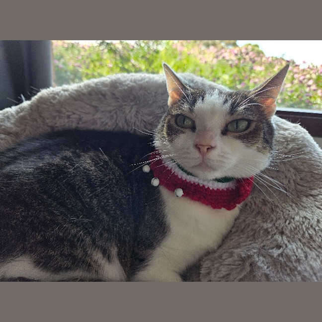 Photo of Molly / Milly