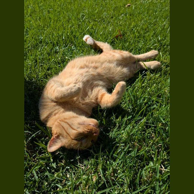 Photo of Simba