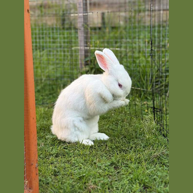 Photo of Darcy