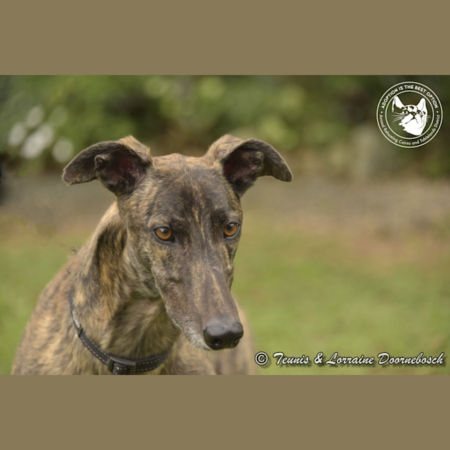 Photo of Dd (Detrie Bale)