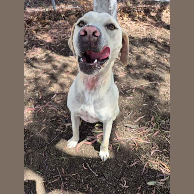 Photo of Ranger! ☮️🕊