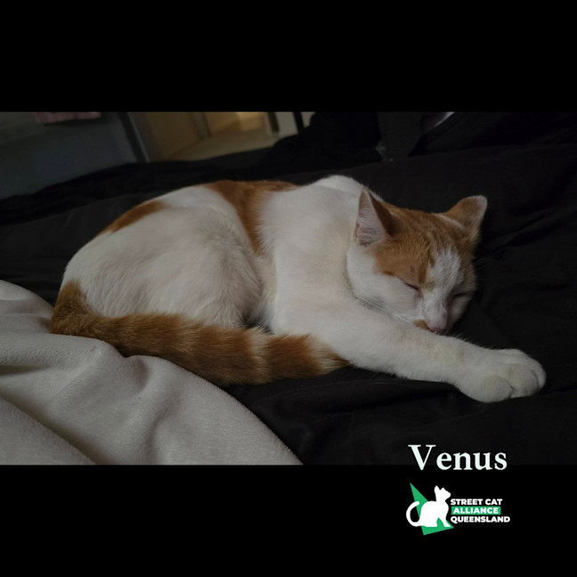 Photo of Venus