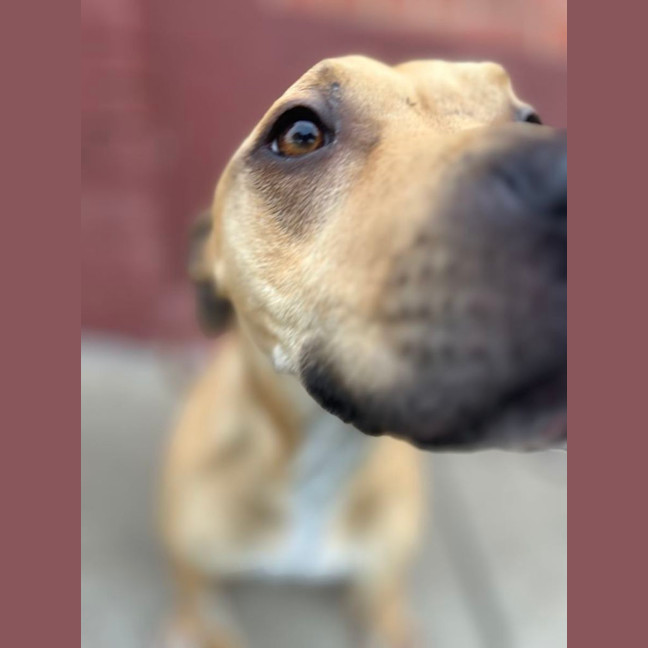Photo of Honey
