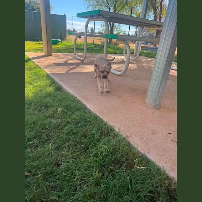 Photo of Chilli