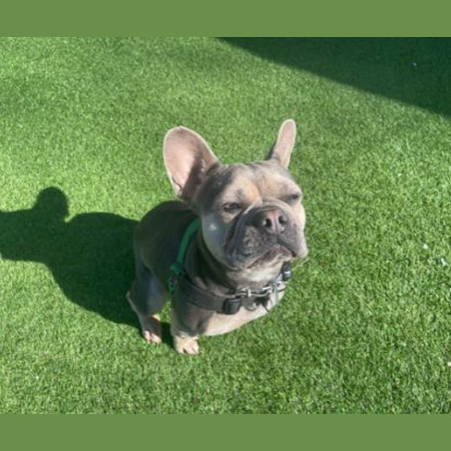Photo of Coco