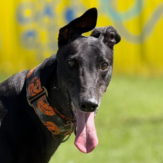 Photo of Fiona The Greyhound