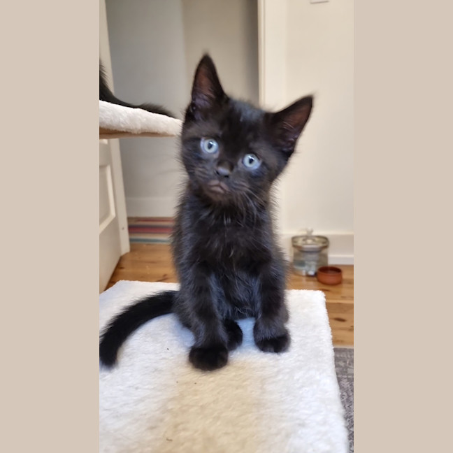 Photo of Onyx