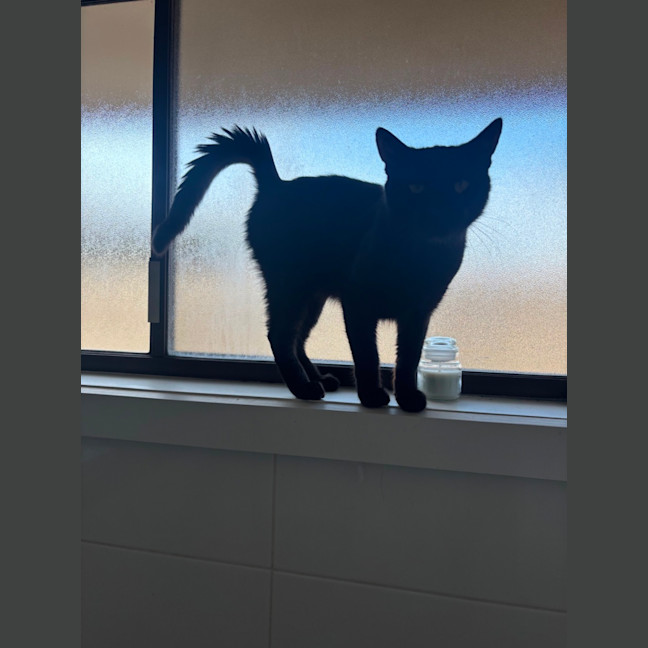 Photo of Shadow 
