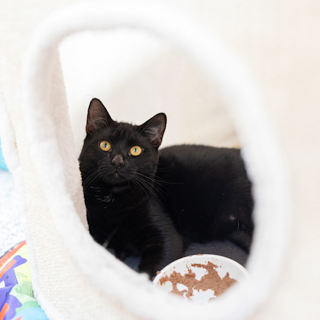 Photo of Midnight
