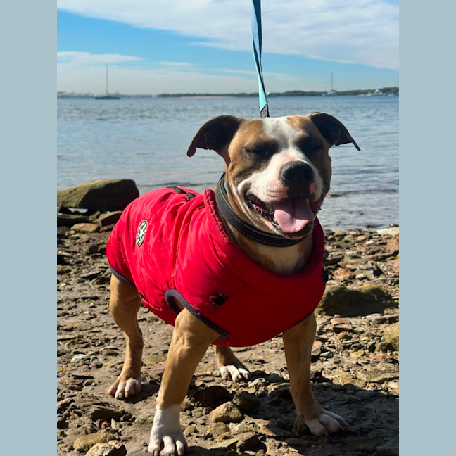 Photo of Bailey