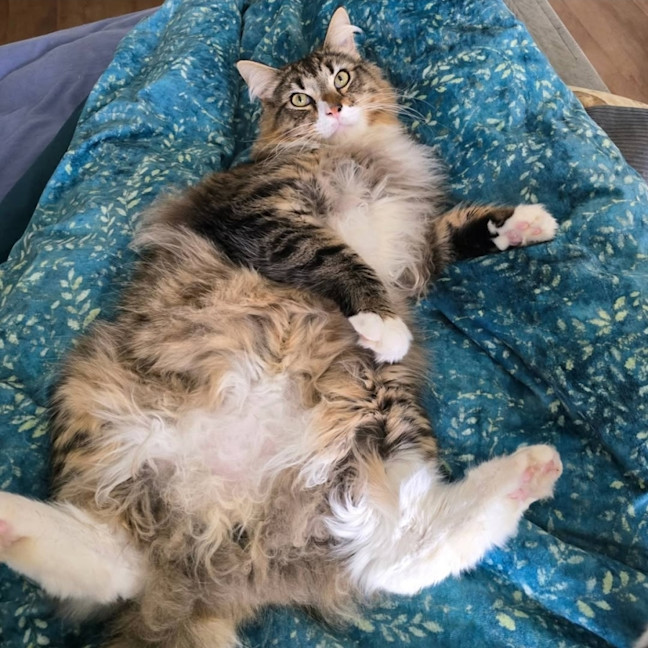 Photo of Fester & Gomez (Located In Wantirna South)