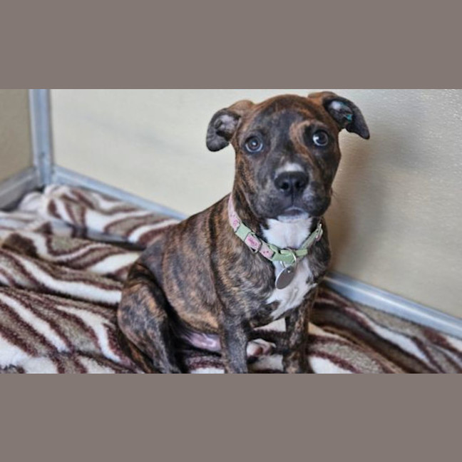 Photo of Maximus