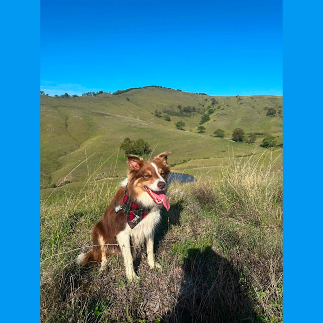 Photo of Whiskey   6 Year Old Border Collie
