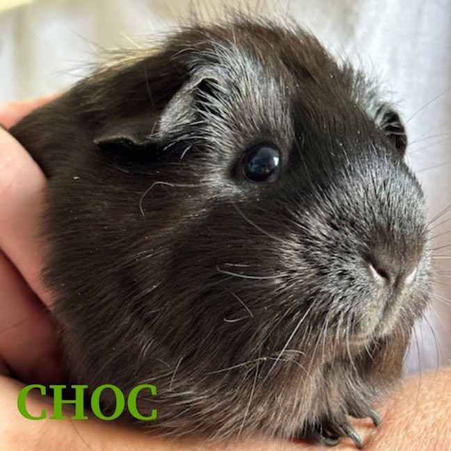 Photo of Choc And Chip