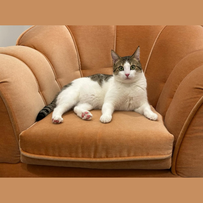 Photo of Buzz   Located In Brunswick East 