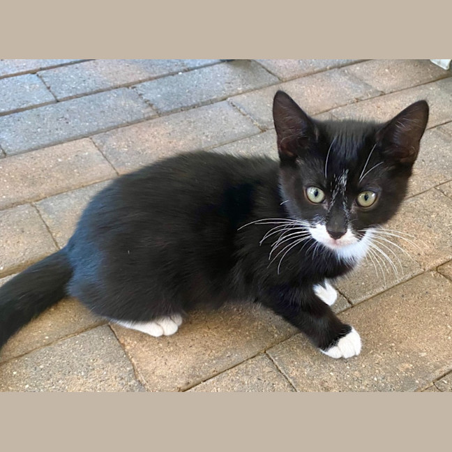 Photo of Foxy Socks Buu