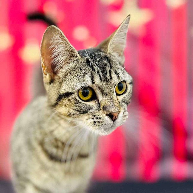 Photo of Giselle   Located In Preston 