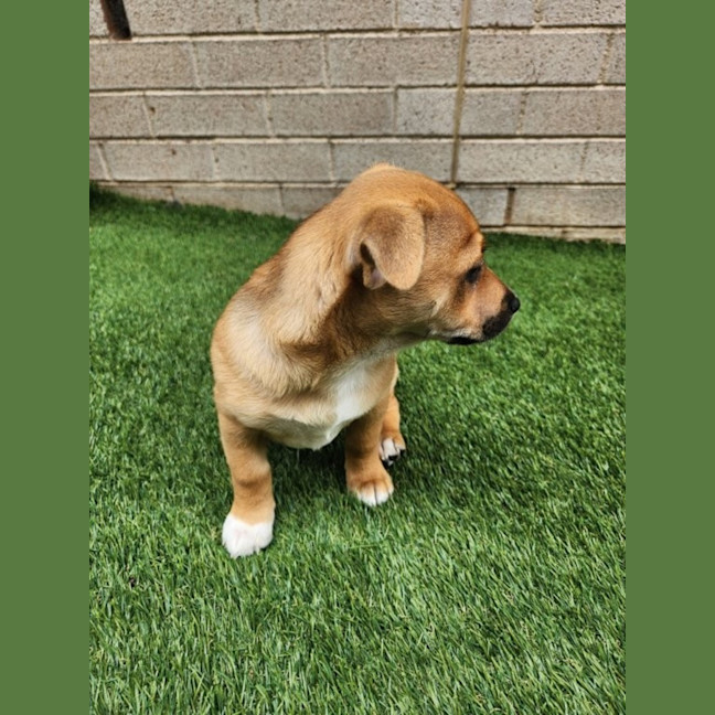 Photo of Tex   16 Week Old Chihuahua X Fox Terrier (Trial)