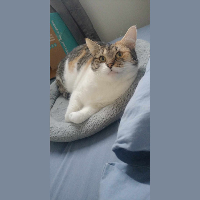 Photo of Gizmo & Boo *9 Lives Project Rescue*