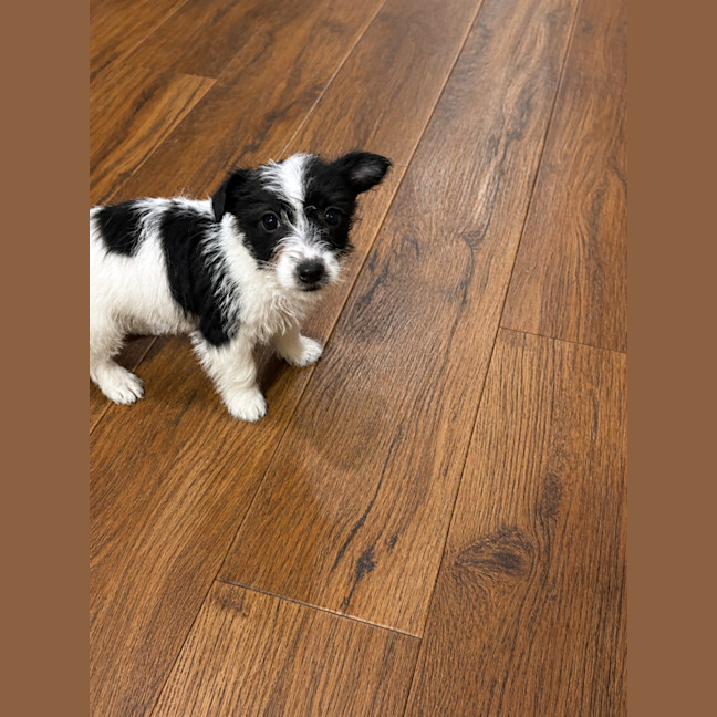 Photo of Pip