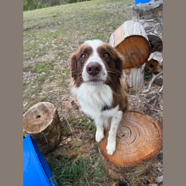 Photo of Waffles