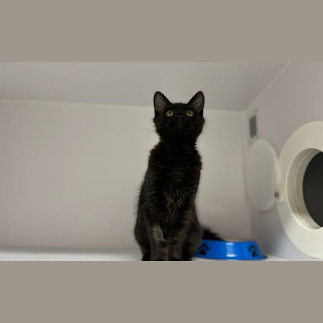 Photo of Otto