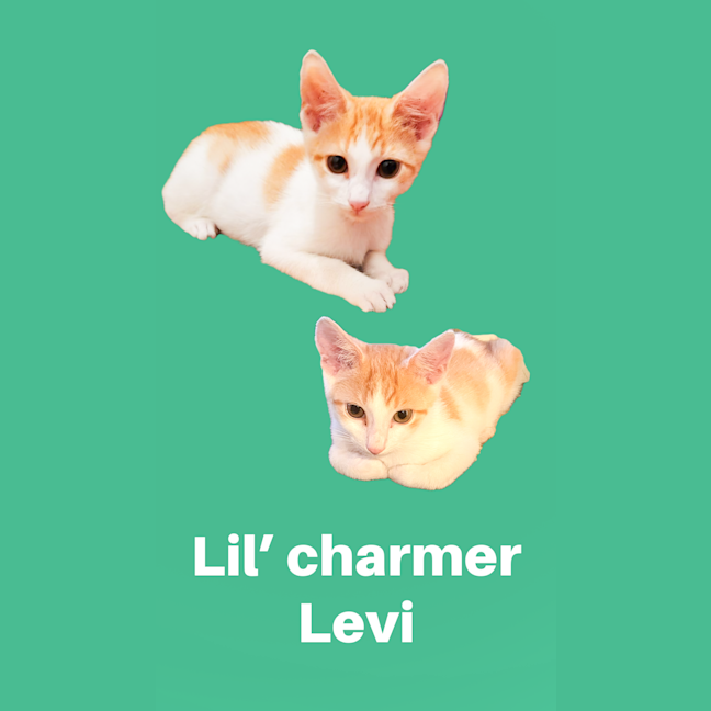 Photo of Peanut